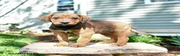 Mixed Breed dogs for sale: Spencer - Ad 4