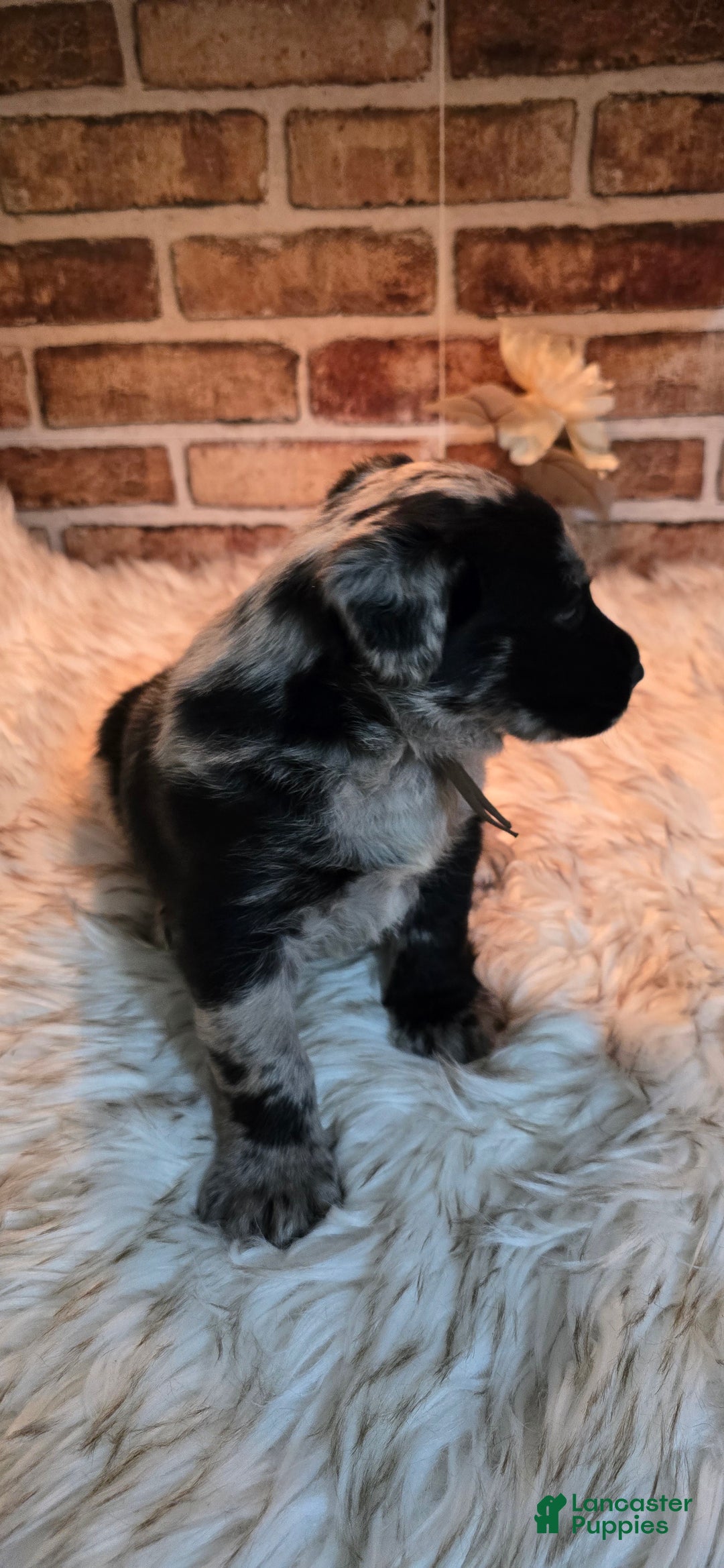 Mixed Breed dogs for sale: Atlas - Ad 5