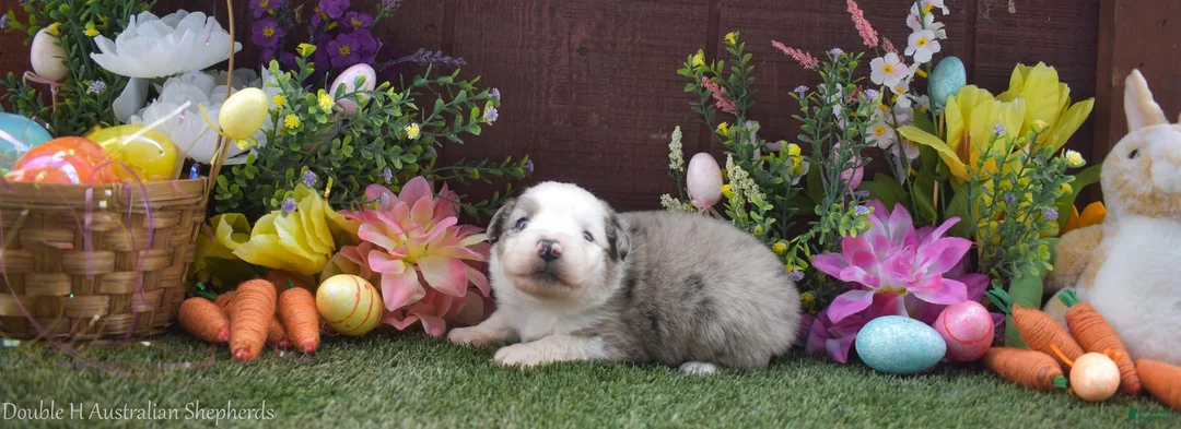 Australian Shepherd dogs for sale: Sneezy 2 blue eyes blue merle - Ad 2