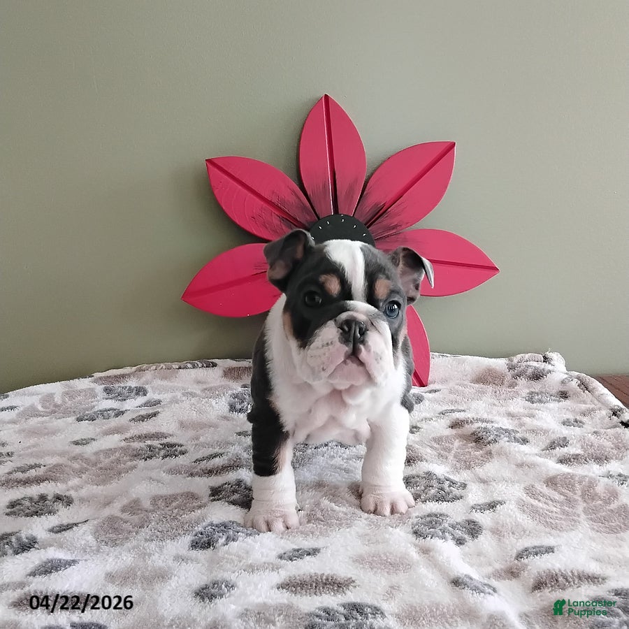 English Bulldog dogs Kylie - Ad 2