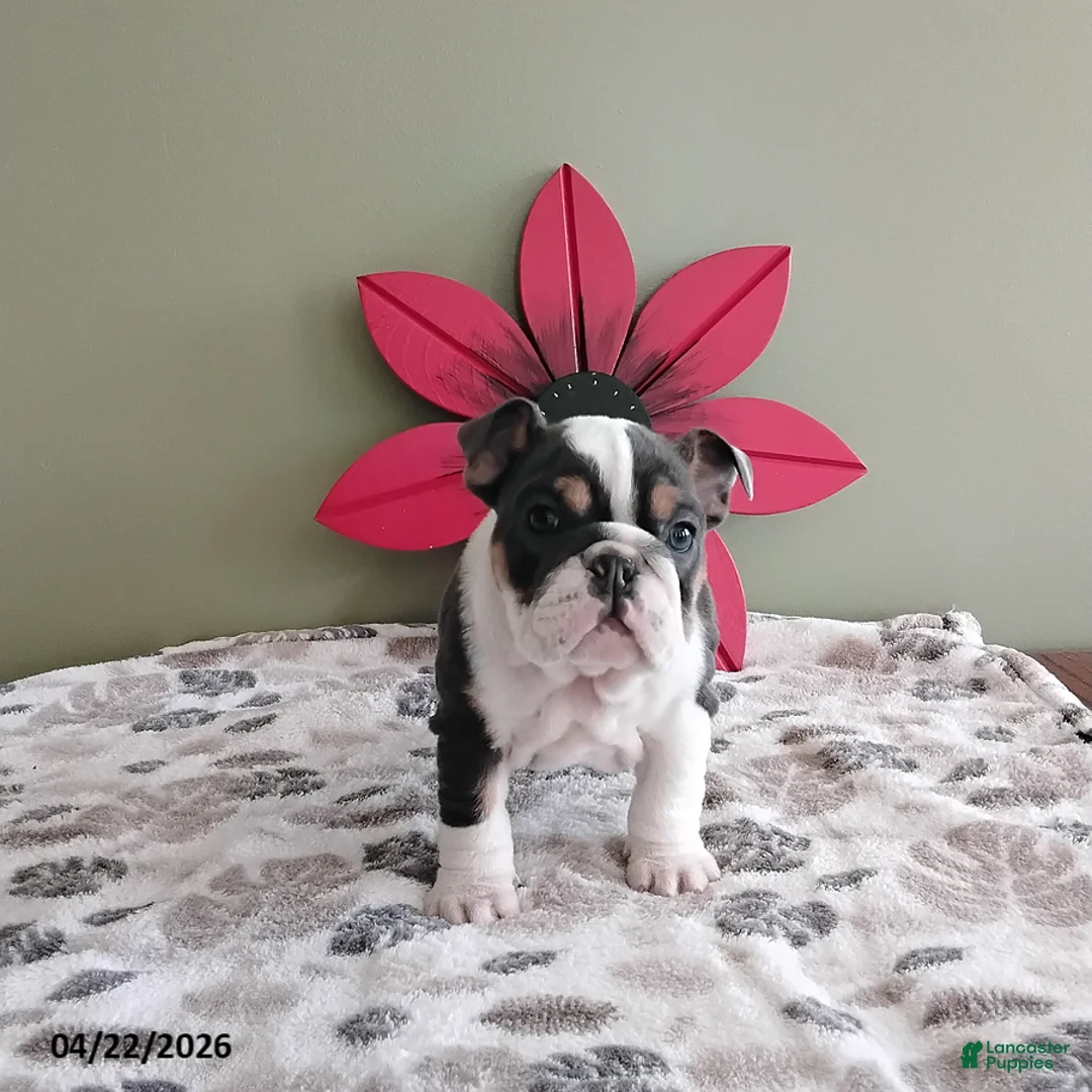 English Bulldog dogs for sale: Kylie - Ad 2