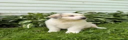Great Pyrenees dogs for sale: Nicky - Ad 13