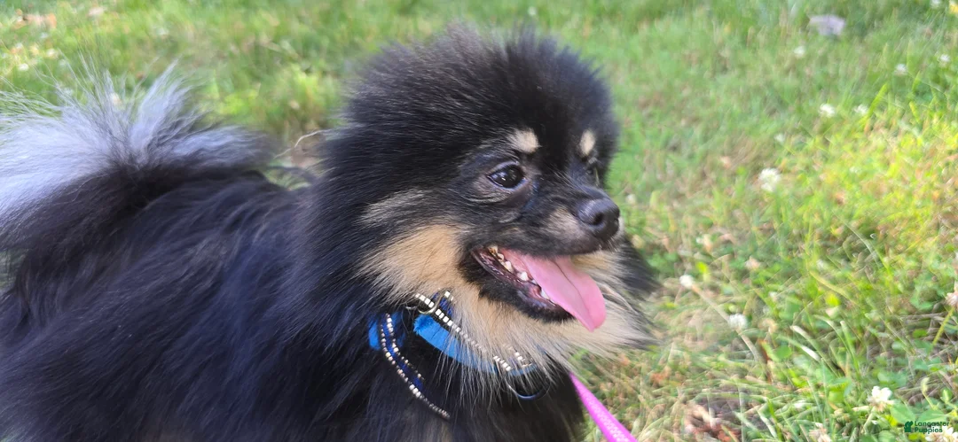 Pomeranian dogs for sale: Pomeranian 1 - Ad 1