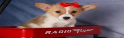 Welsh Corgi Pembroke dogs for sale: Conner  - Ad 19