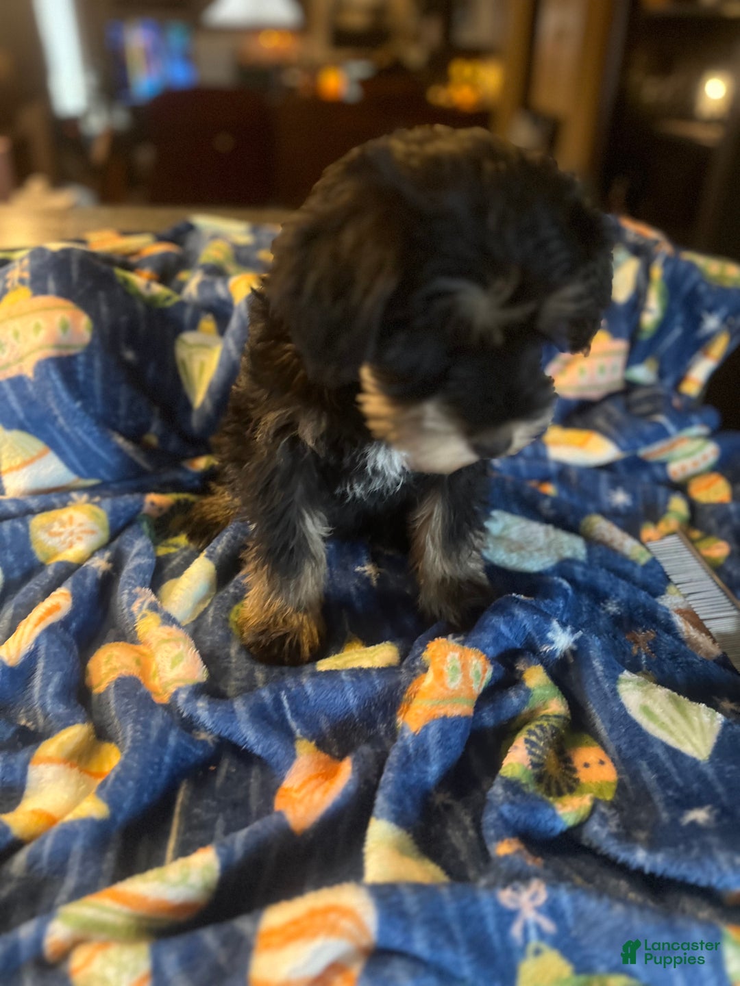 Miniature Schnauzer dogs for sale: Kali - Ad 17