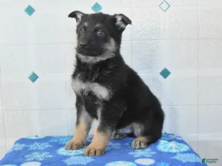 German Shepherd dogs Utah - Ad 41