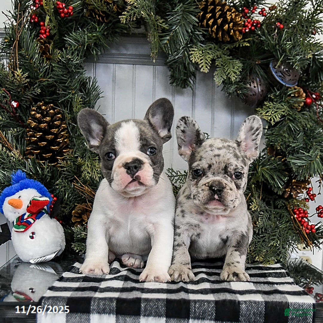 French Bulldog dogs for sale: Mocha - Ad 5