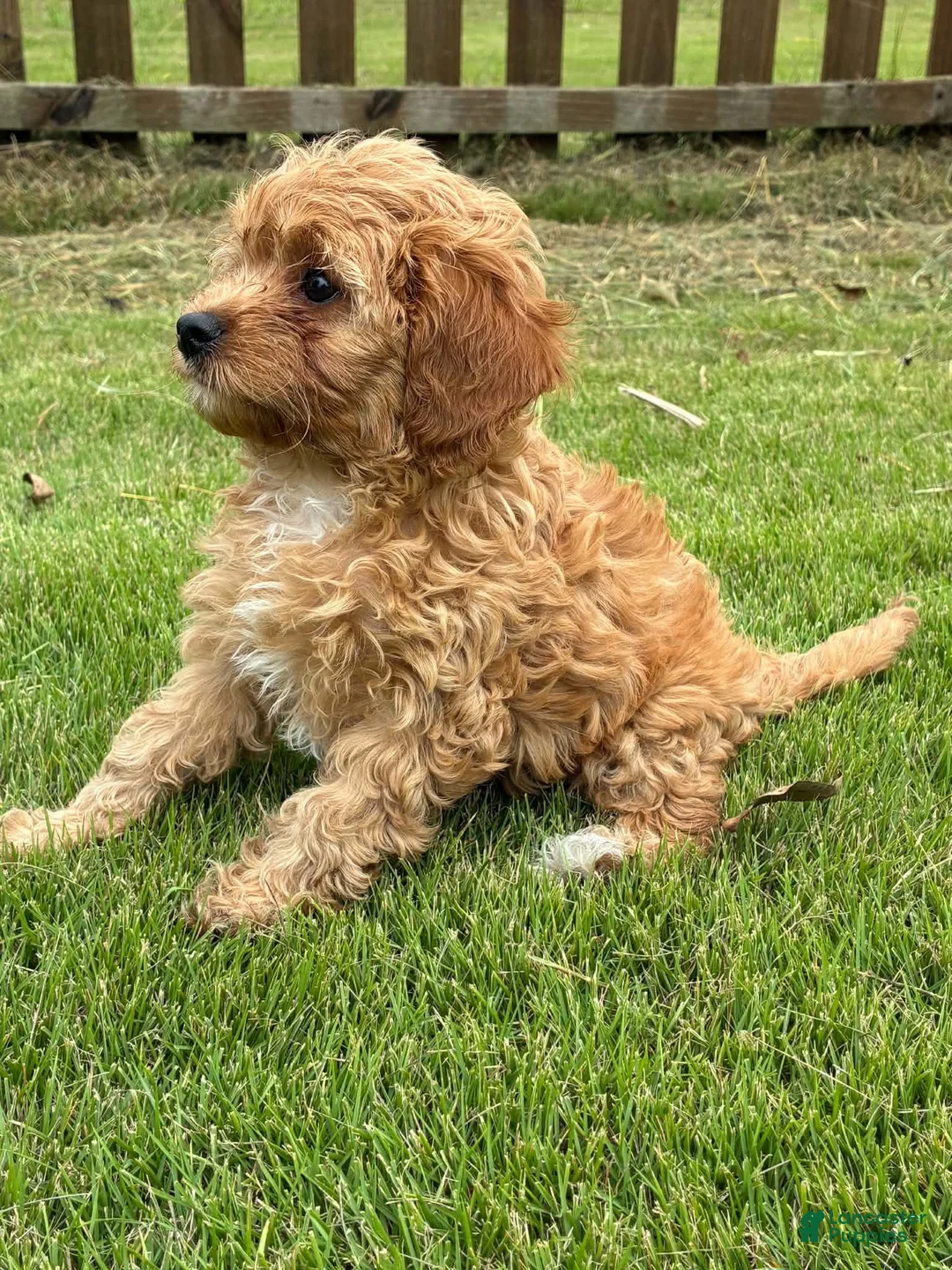 Cavapoo dogs for sale: Cavapoo 3 Light Red Female  - Ad 2