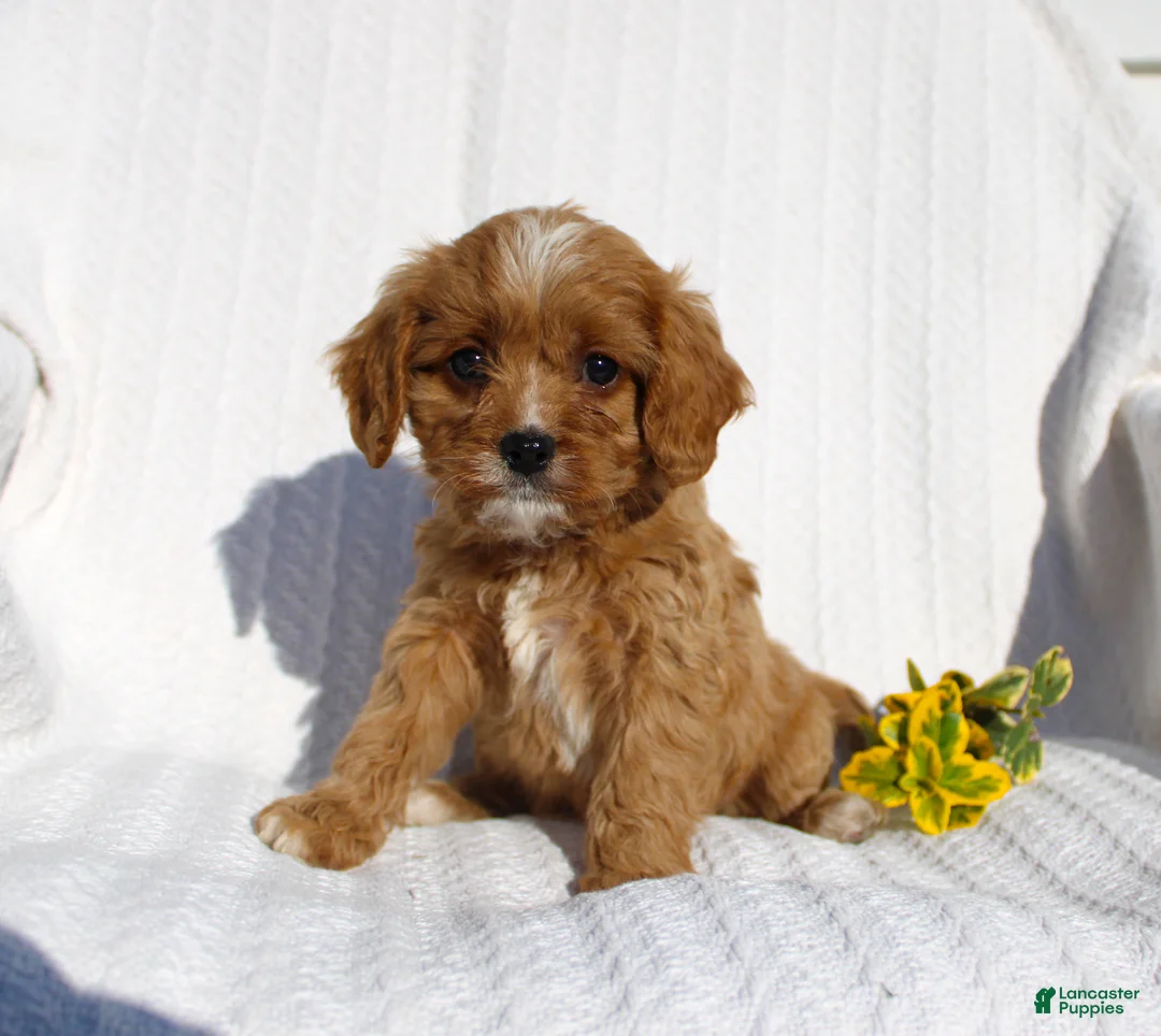 Cavapoo dogs for sale: Lucy - Ad 2