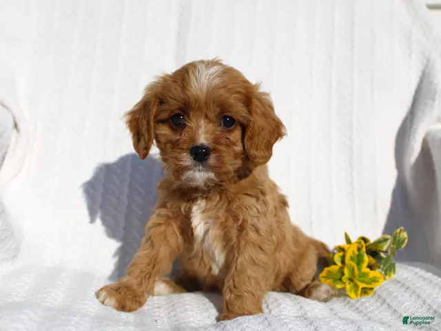 Cavapoo dogs for sale: Lucy - Ad 2