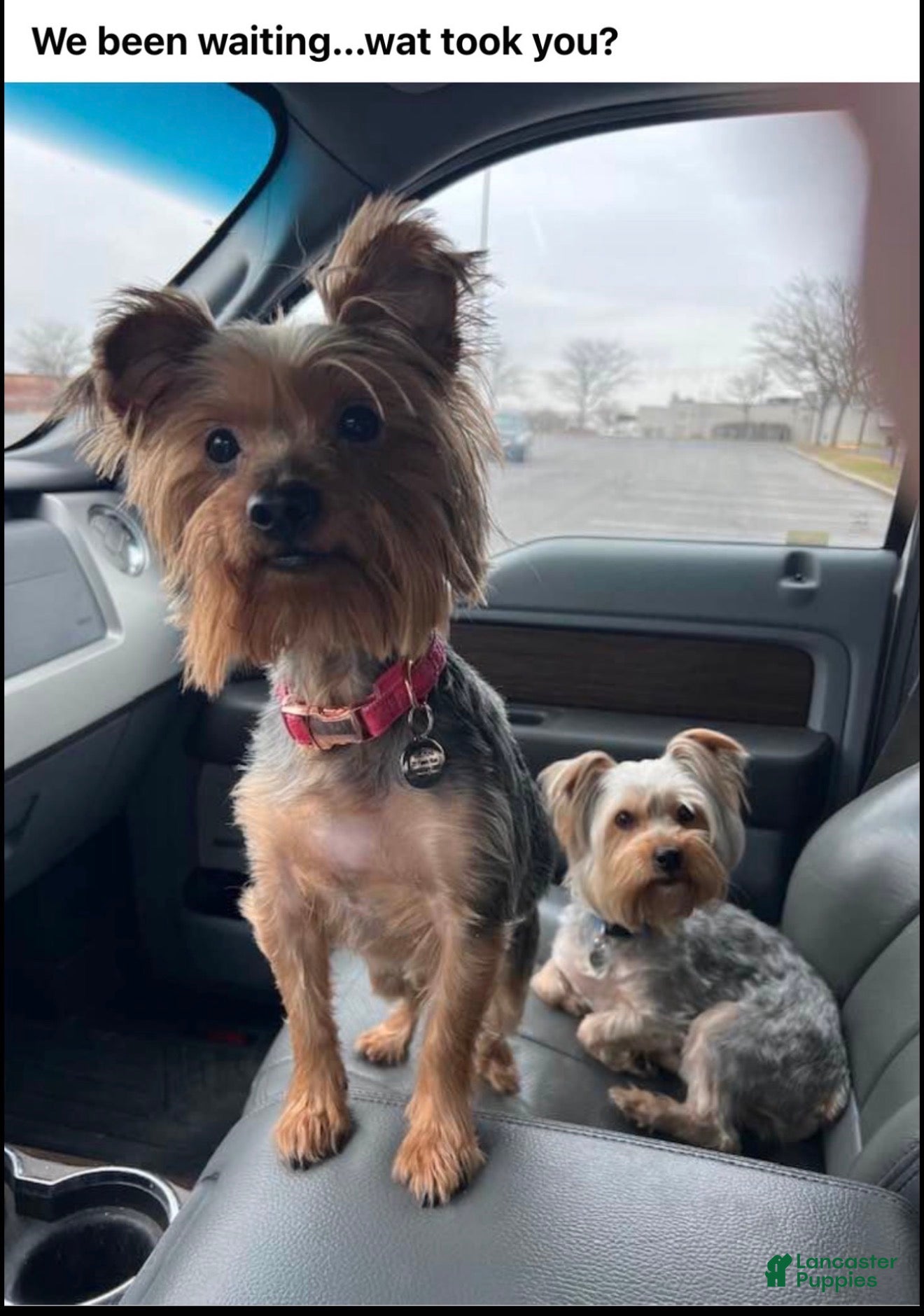 Yorkshire Terrier dogs Yorkshire Terrier Puppy 4 - Ad 2