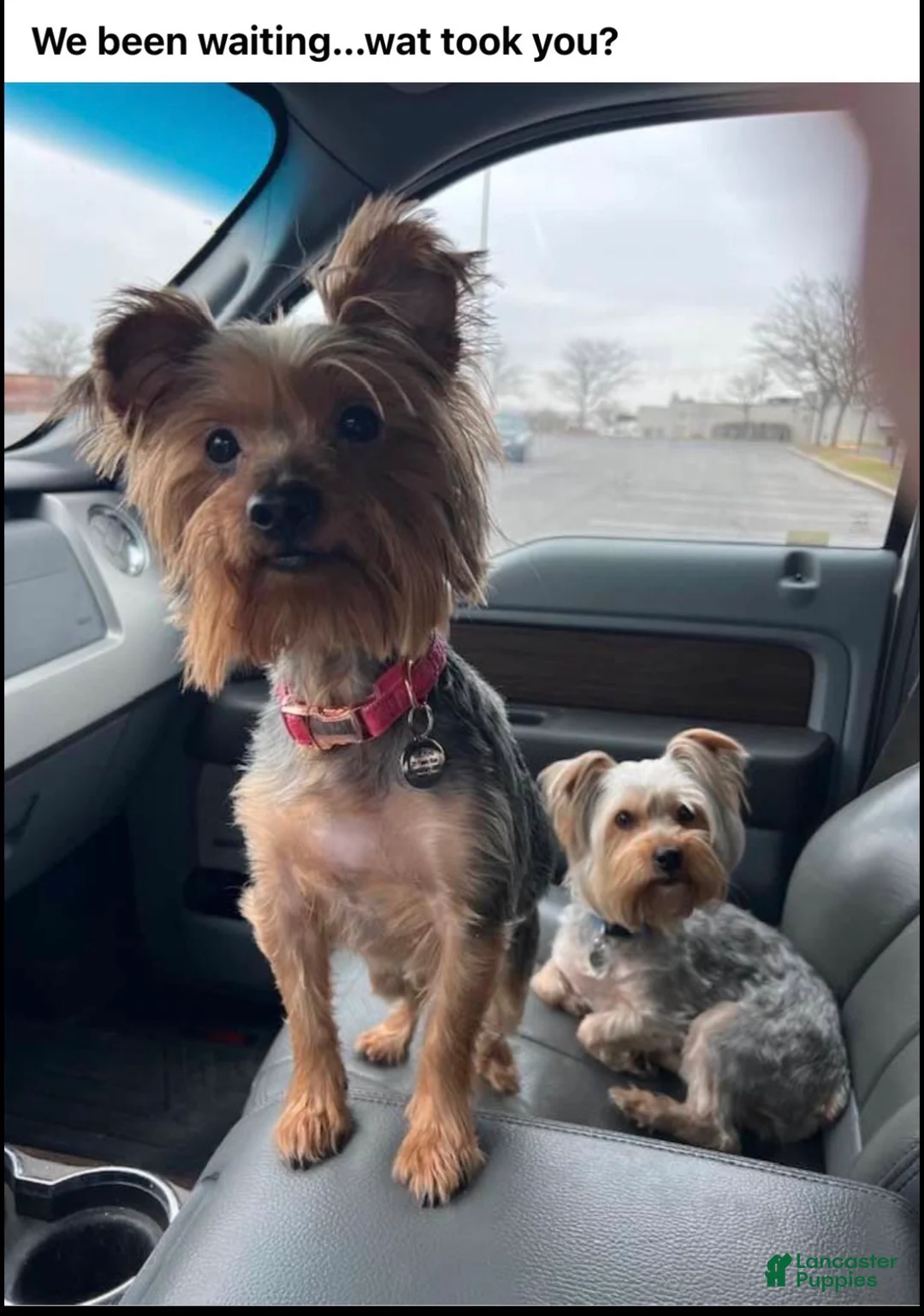 Yorkshire Terrier dogs for sale: Yorkshire Terrier Puppy 4 - Ad 2