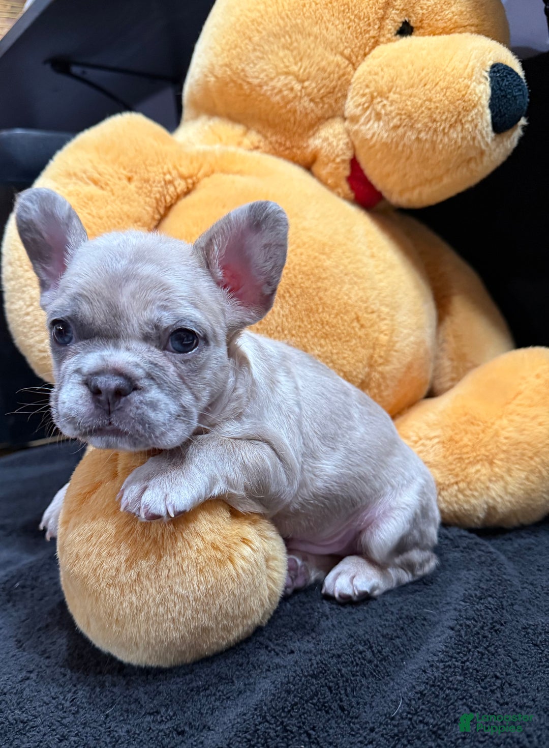 French Bulldog dogs for sale: Silver - Ad 6