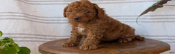 Cavapoo dogs for sale: Mason - Ad 3