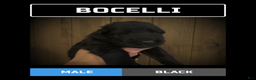 German Shepherd dogs for sale: Bocelli - Ad 1