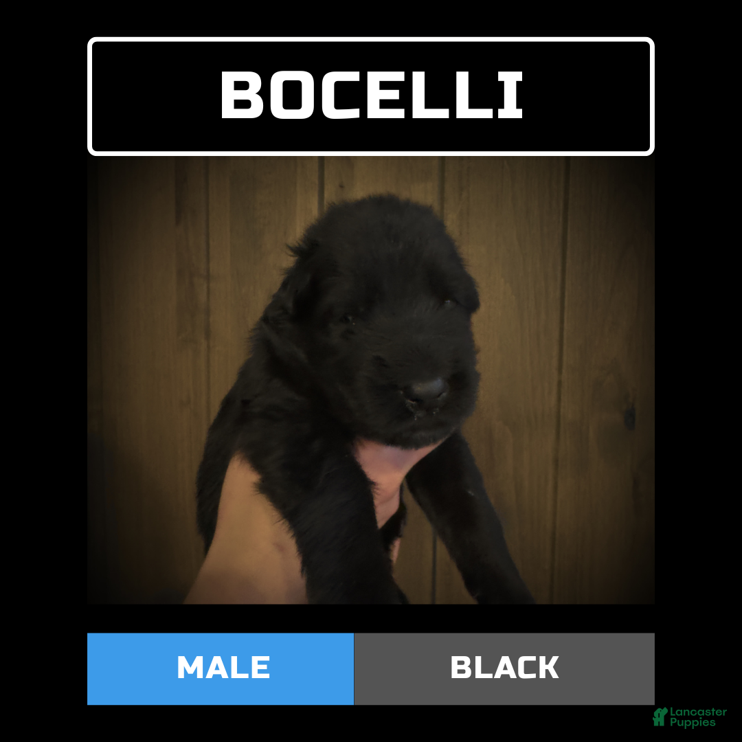 German Shepherd dogs for sale: Bocelli - Ad 1