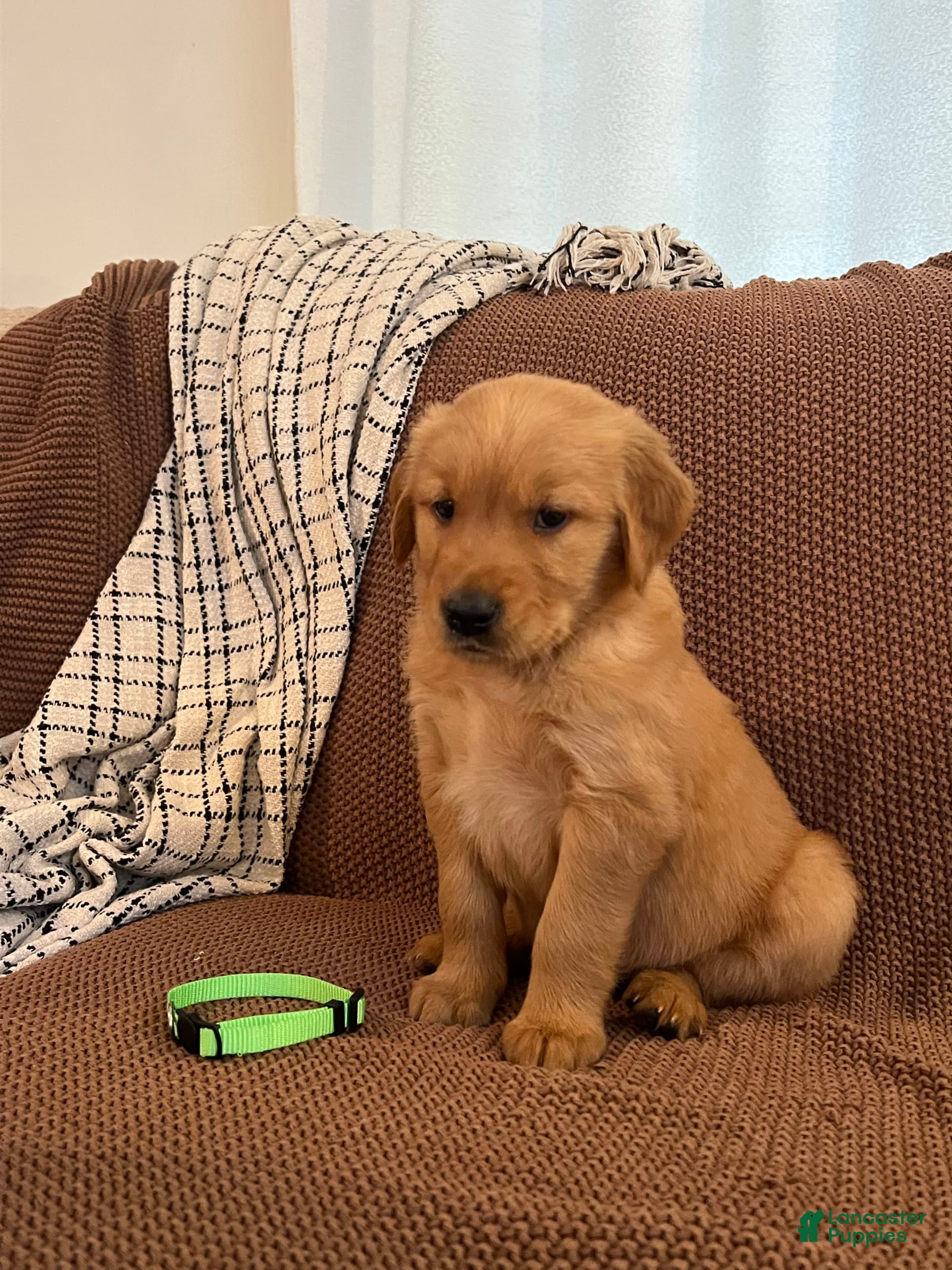 Golden Retriever puppies for sale in Saratoga Springs, New York