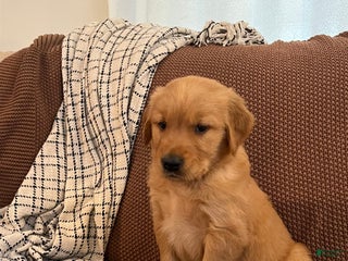 Golden Retriever dogs - Ad 2