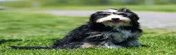 Bernedoodle dogs for sale: Rhett Bernedoodle Puppy  - Ad 6