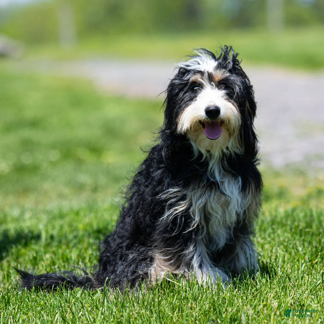 Bernedoodle dogs for sale: Rhett Bernedoodle Puppy  - Ad 6
