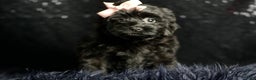 Maltipoo dogs for sale: Bitzy - Ad 1