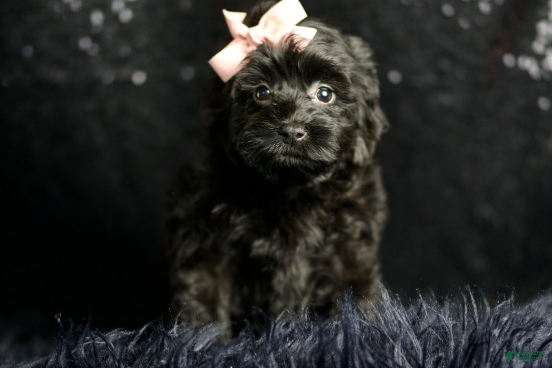 Maltipoo dogs for sale: Bitzy - Ad 1