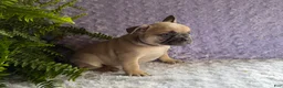 French Bulldog dogs for sale: Snoopy  - Ad 4