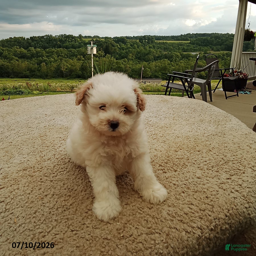 Pomapoo dogs Freddy - Ad 1