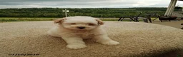 Pomapoo dogs for sale: Freddy - Ad 1