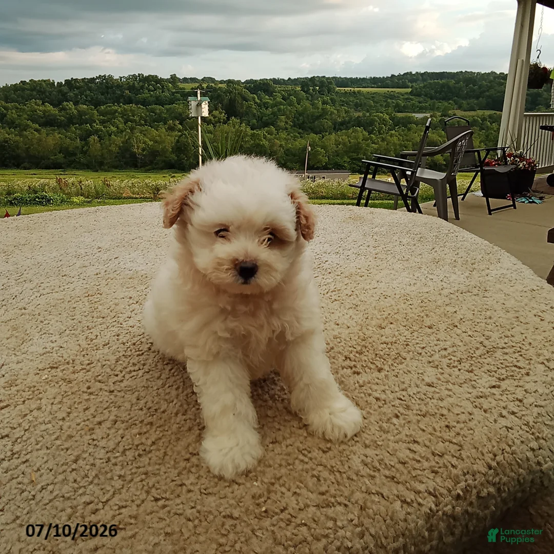 Pomapoo dogs for sale: Freddy - Ad 1