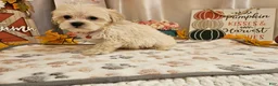 Maltipoo dogs for sale: Carlo Lynne - Ad 7
