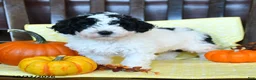 Miniature Poodle dogs for sale: Dotty - Ad 1