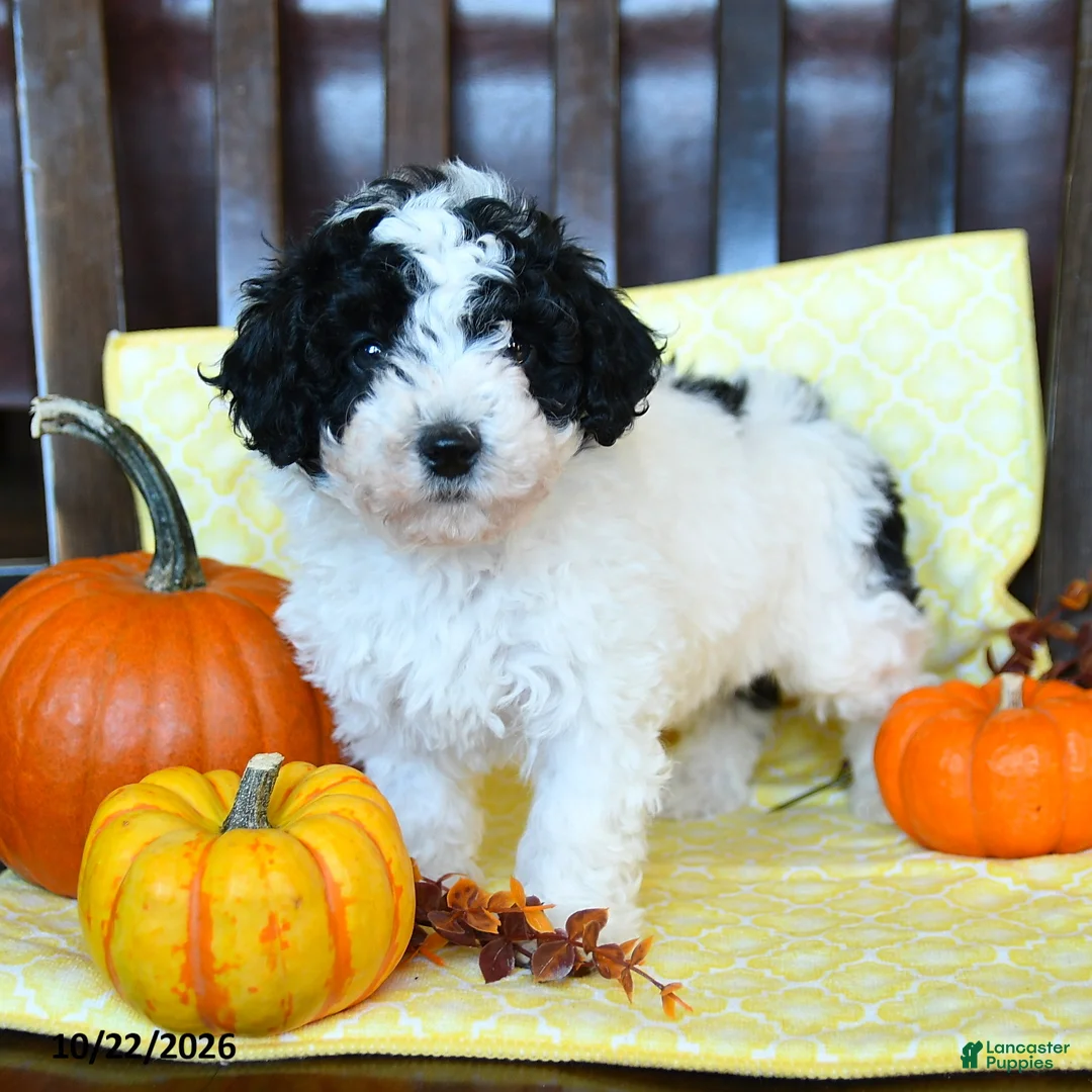 Miniature Poodle dogs for sale: Dotty - Ad 1