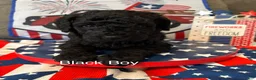 Miniature Poodle dogs for sale: Paco  - Ad 2