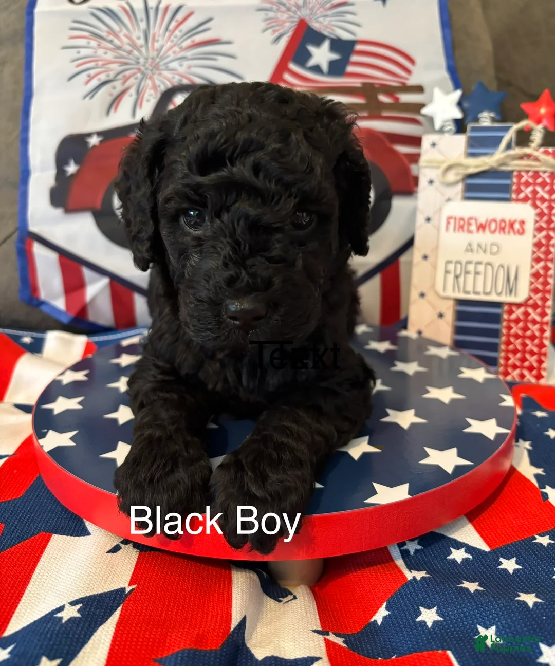 Miniature Poodle dogs for sale: Paco  - Ad 2