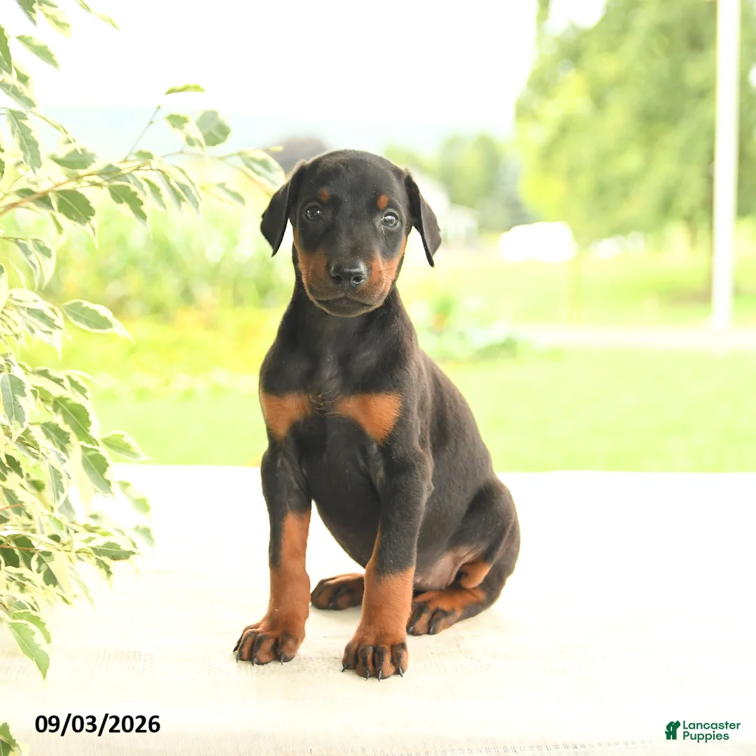Doberman Pinscher dogs for sale: Avalon - Ad 1