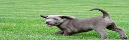 Labrador Retriever dogs for sale: Bobo - Ad 10