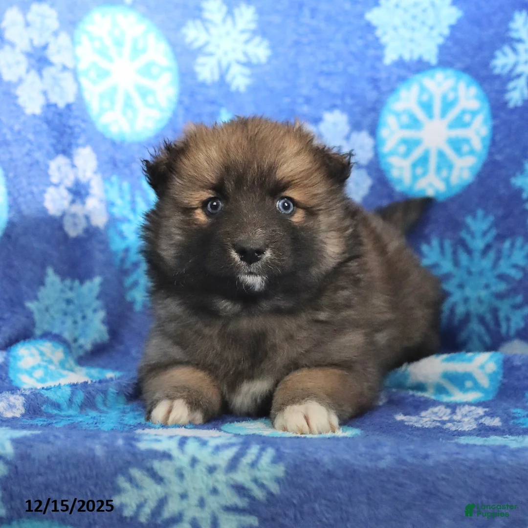 Pomsky dogs for sale: Fletcher - Ad 15
