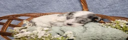 Mini Goldendoodle dogs for sale: Maple - Ad 5