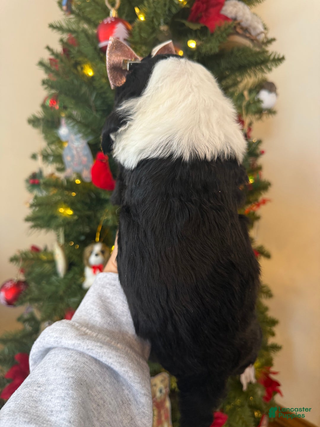 Mixed Breed dogs for sale: Frida - Ad 8