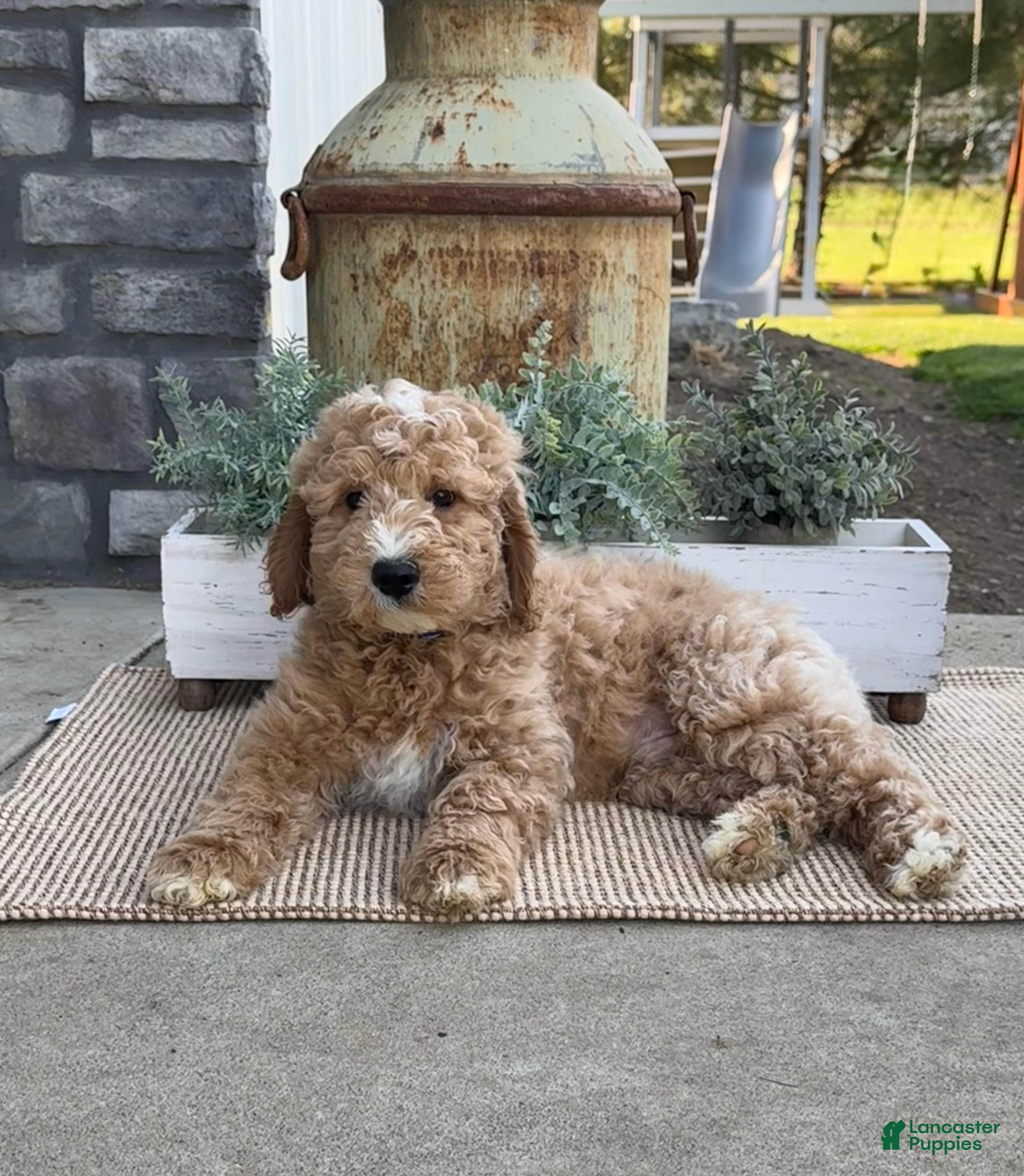 Goldendoodle dogs Kenny - Ad 2