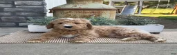 Goldendoodle dogs for sale: Kenny - Ad 2