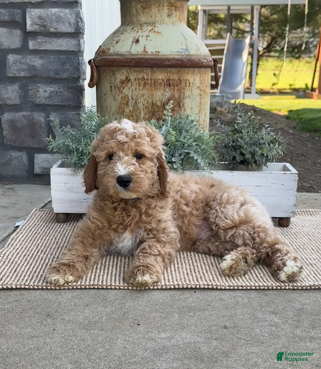 Goldendoodle dogs for sale: Kenny - Ad 2