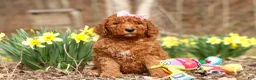 Goldendoodle dogs for sale: Amy - Ad 1