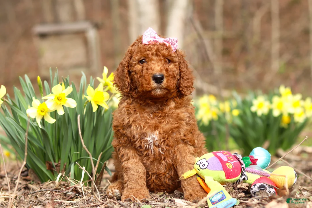 Goldendoodle dogs for sale: Amy - Ad 1