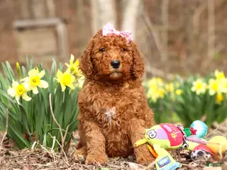 Goldendoodle dogs for sale: Amy - Ad 2