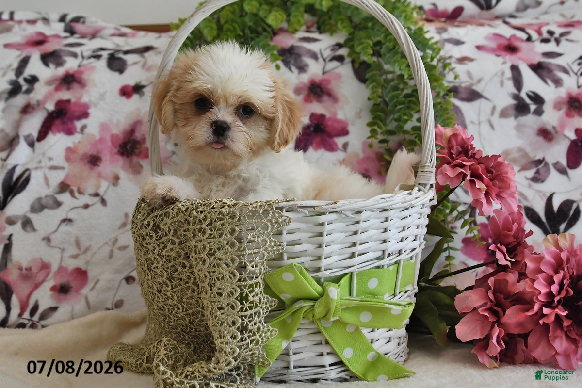 Shih Tzu dogs Nicky - Ad 2