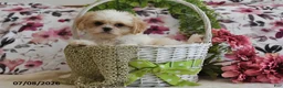 Shih Tzu dogs for sale: Nicky - Ad 2