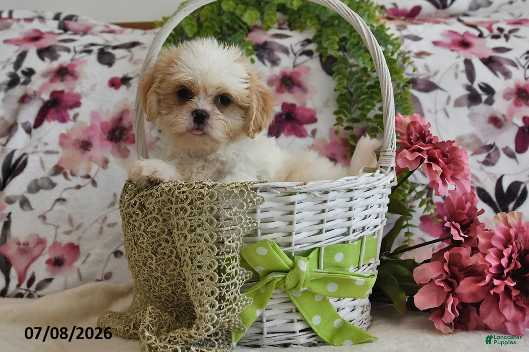 Shih Tzu dogs for sale: Nicky - Ad 2