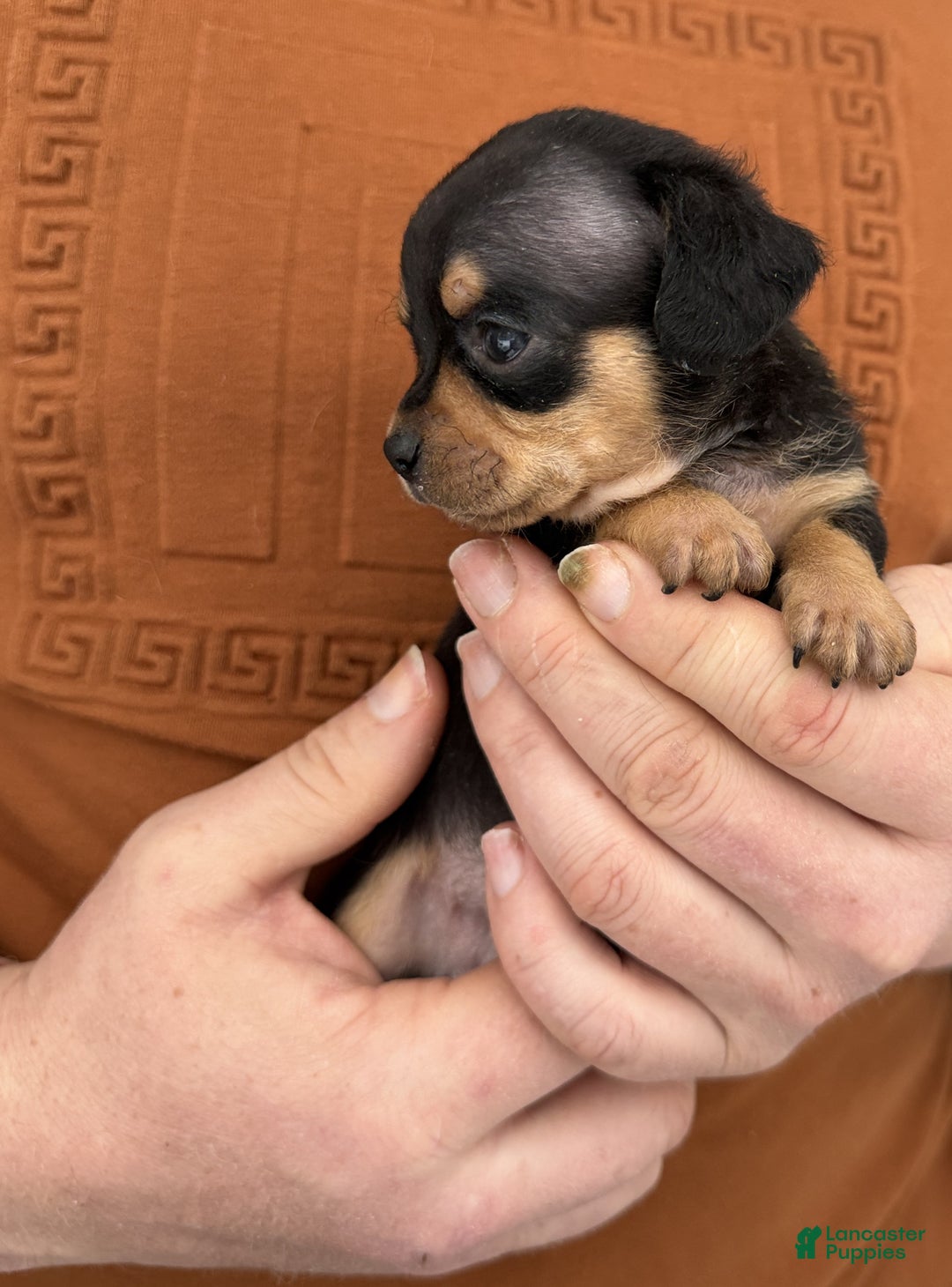 Chiweenie dogs for sale: Lyric  - Ad 10